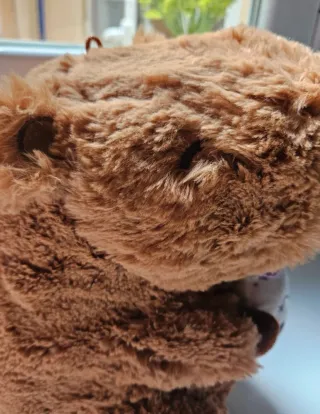 Peluche Capibara Kawaii