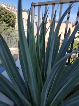 Planta crasa Beschorneria yuccoides para Eros I.