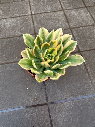 Aeonium medal bronze variegato