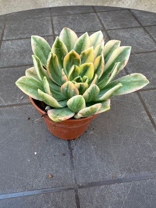 Aeonium medal bronze variegato