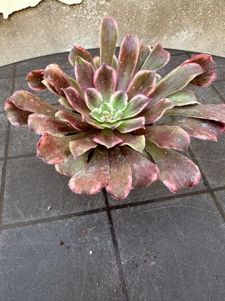 Aeonium suculenta