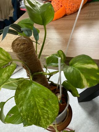 Planta natural con soporte