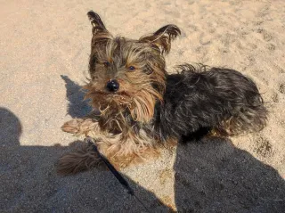 Cuido de tu mascota con mucho cariño