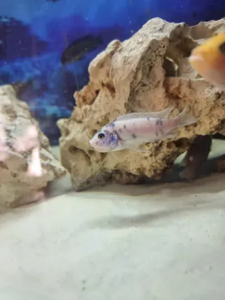 Cíclidos Estheraes Minos Reef. Y ob blue berry soc