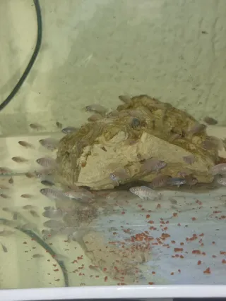 Cíclidos Estheraes Minos Reef. Y ob blue berry soc