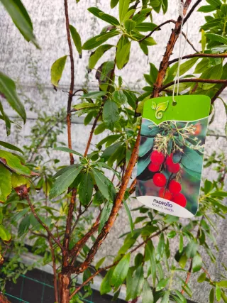 Madroño Arbutus unedo