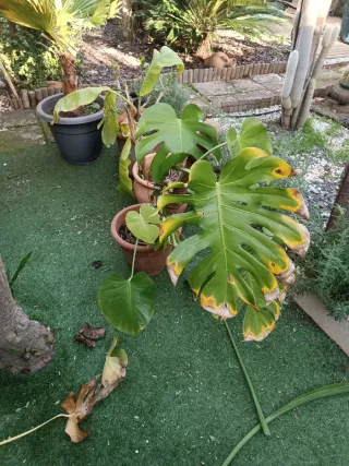 Monstera Deliciosa grande