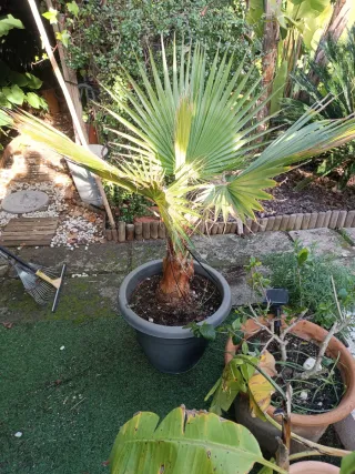 Palmera en maceta