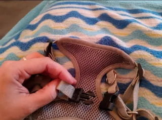 Pettorina a righe per cani taglia piccola