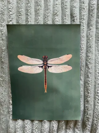 Stampe su tela varie numero 6 pezzi.