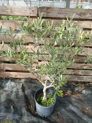 Pianta di ulivo cespuglio in vaso 26