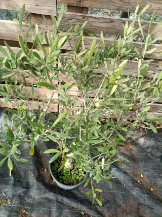 Pianta di ulivo cespuglio in vaso 26
