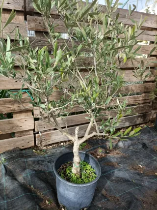 Pianta di ulivo cespuglio in vaso 26