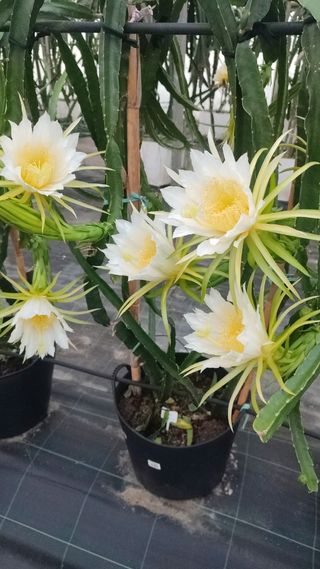 Pack pitaya para David