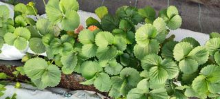 20 plantas de Albion para Carlos