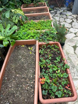 Jardineras grandes de plástico con tierra7