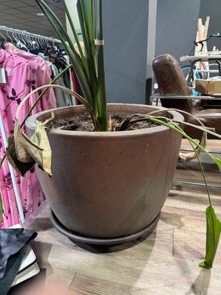 Conjunto jarrones, mazetas y jardineras grandes