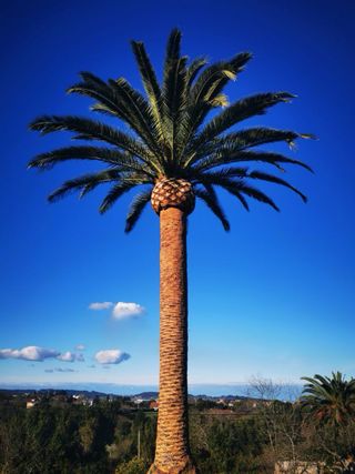 Poda y Tala de Palmeras y Arboles