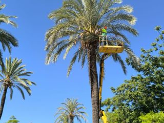 Poda y Tala de Palmeras y Arboles