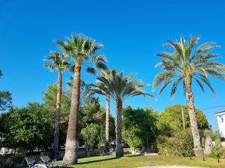 Poda y Tala de Palmeras y Arboles