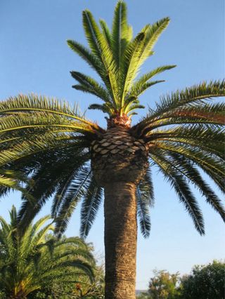 Poda y Tala de Palmeras y Arboles