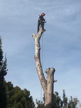 Poda y Tala de Palmeras y Arboles