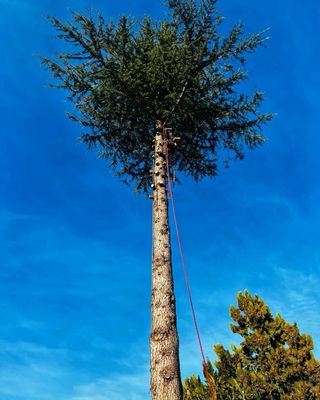 Poda y Tala de Palmeras y Arboles