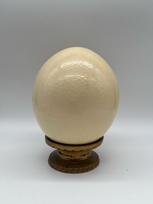 Huevo de avestruz real con peana