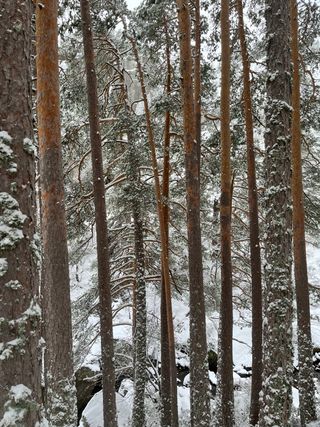 Trabajos de jardinería y forestales