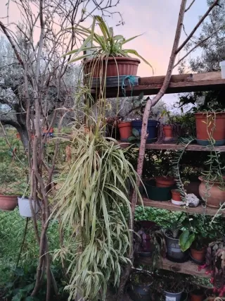 Talea Pianta Ragno