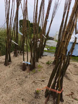 Castaños a raíz desnuda