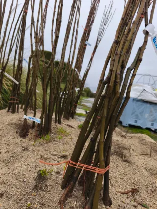 Castaños a raíz desnuda