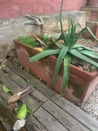 Macetas marrones y verdes