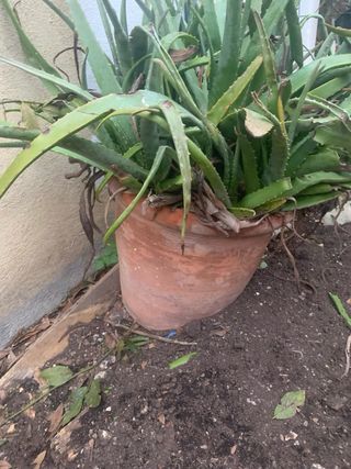 Macetas marrones y verdes