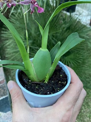 Oncidium Holm's Wizard en flor