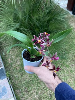 Oncidium Holm's Wizard en flor