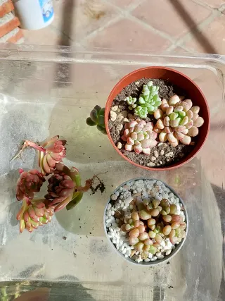 Pack de suculentas variadas !!