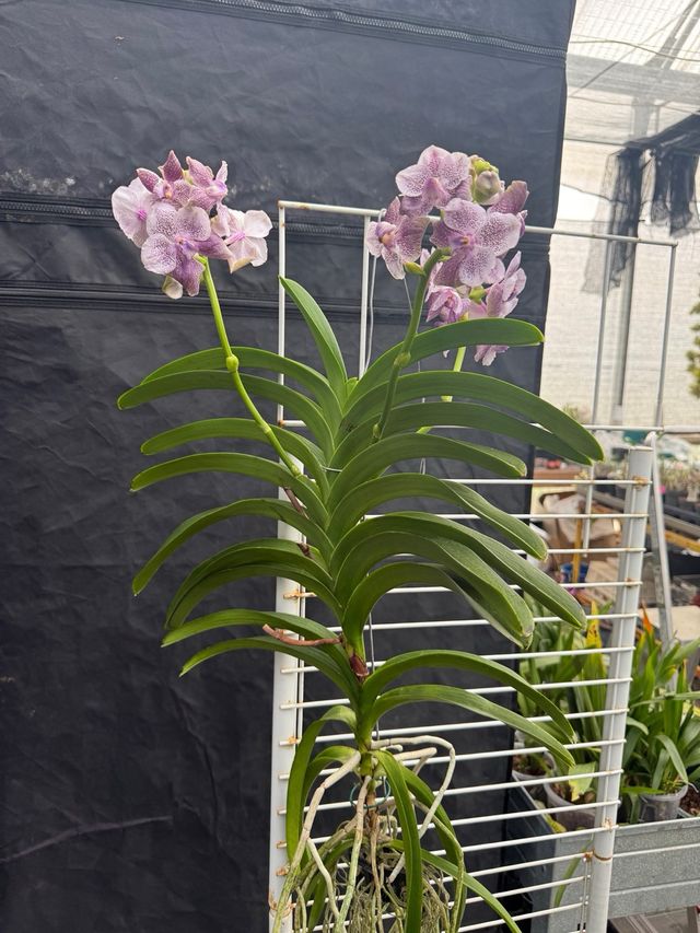 Orquídea Vanda Grande 3 Varas Florales