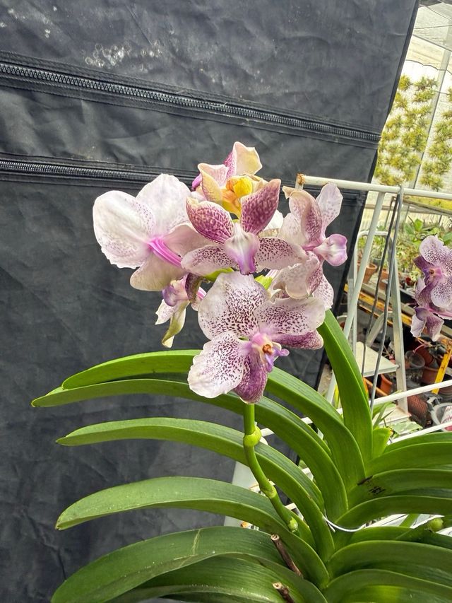 Orquídea Vanda Grande 3 Varas Florales