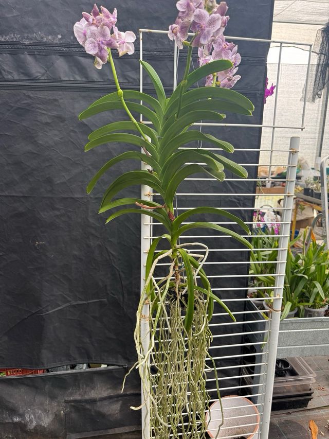 Orquídea Vanda Grande 3 Varas Florales