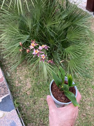 Oncidium Holm's Wizard en flor