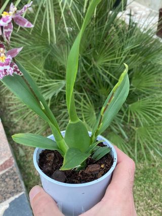 Oncidium Holm's Wizard en flor