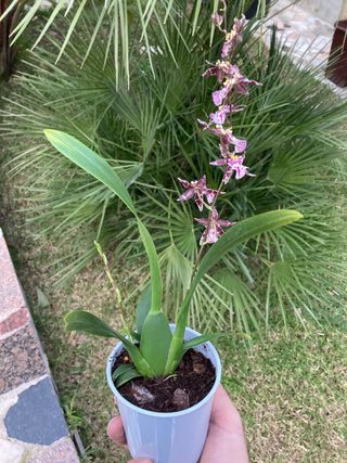 Oncidium Holm's Wizard en flor