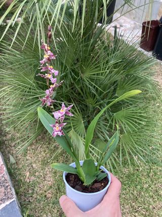 Oncidium Holm's Wizard en flor