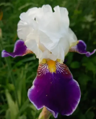 Iris germanica Nido centro