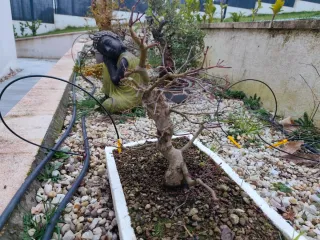 Bonsai Arce Deshojo