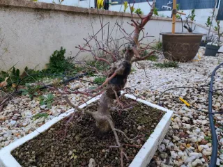 Bonsai Arce Deshojo