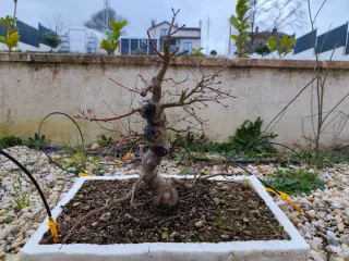Bonsai Arce Deshojo