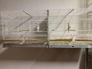 Jaulas para pájaros blancas y transparentes