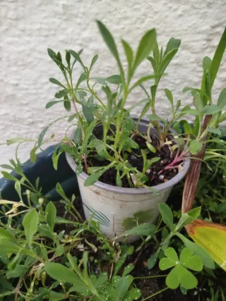 Plantas de collejas (Silene vulgaris) propiedades